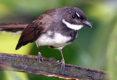 White Throated Fantail