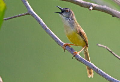 Yellow Bellied Prinia