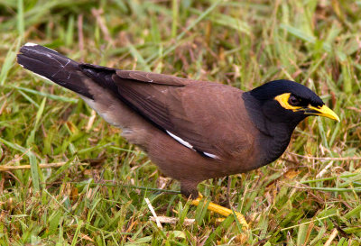 Common Myna