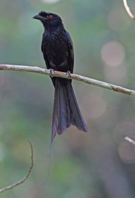 Greater Racquet Tailed Drongo