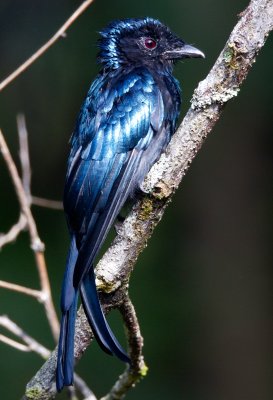 Lesser Racquet Tailed Drongo