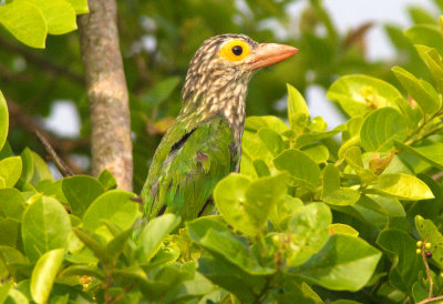 Linneated Barbet