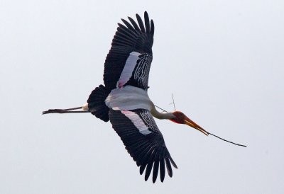 Painted Stork