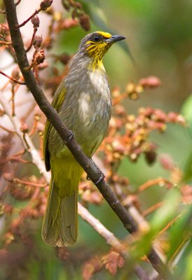 Stripe Throated Bulbul