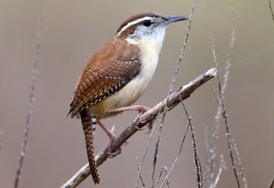 Carolina Wren