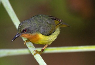 Ruby Cheeked Sunbird (female)