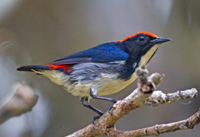 Scarlet Backed Flowerpecker