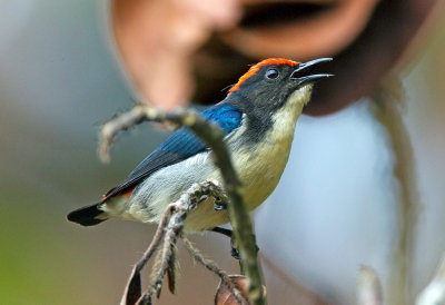 Scarlet Backed Flowerpecker