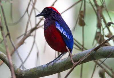 Garnet Pitta