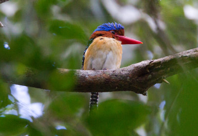 Banded kingfisher