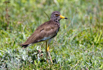 Gray Headed Lapwing