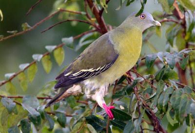 Little Green Pigeon