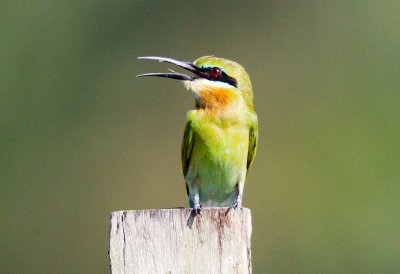 Blue Tailed Bee-eater