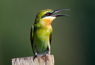 Blue Tailed Bee-eater