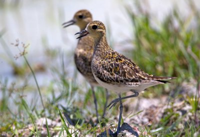 Pacific Golden Plover