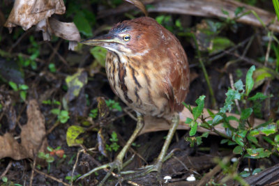 Cinnamon Bittern