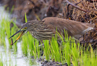 Chinese Pond Heron