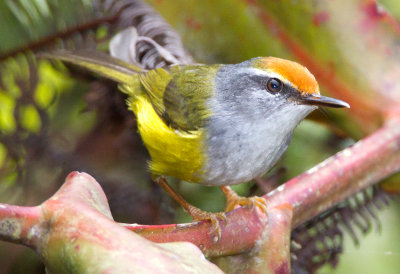 Warblers,Tailorbirds and Prinias of Malaysia