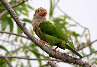 Lineated Barbet