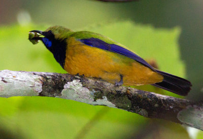 Orange Bellied Leafbird