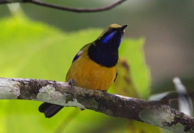 Orange Bellied Leafbird