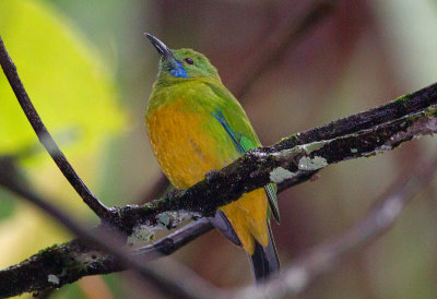 Orange Bellied Leafbird (female)