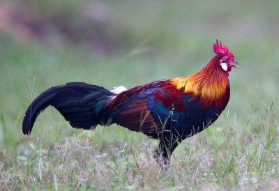 Red Junglefowl