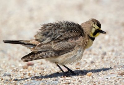 Horned Lark