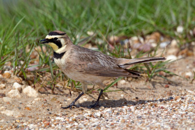 Horned Lark