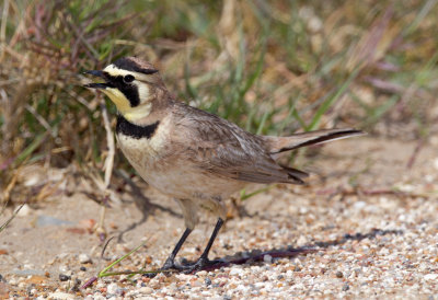 Horned Lark