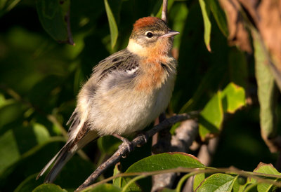 Bay Breasted Warbler