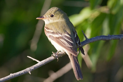 Acadian Flycatcher