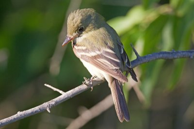 Acadian Flycatcher