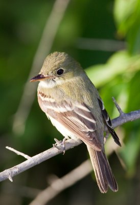 Acadian Flycatcher