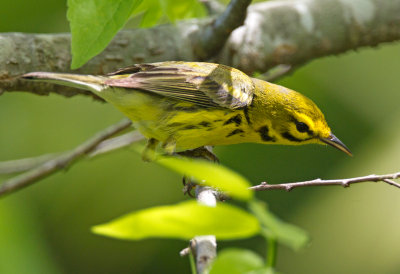 Prairie Warbler