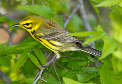 Prairie Warbler