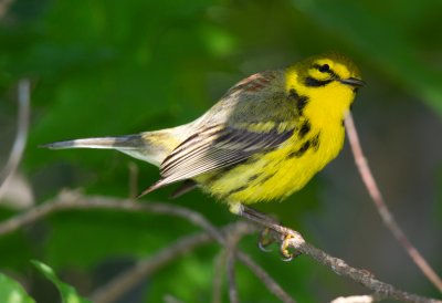 Prairie Warbler