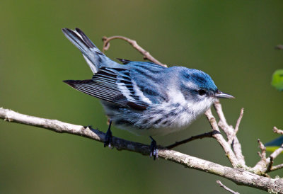 Cerulean Warbler