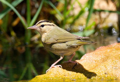 Worm Eating Warbler