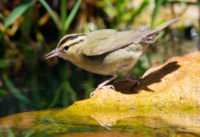 Worm Eating Warbler