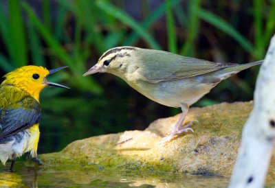 Worm Eating Warbler