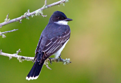 Eastern Kingbird