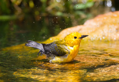 Prothonotary Warbler