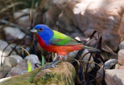 Painted Bunting