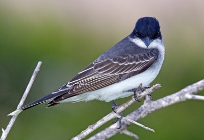 Eastern Kingbird