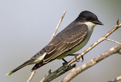 Eastern Kingbird