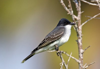 Eastern Kingbird