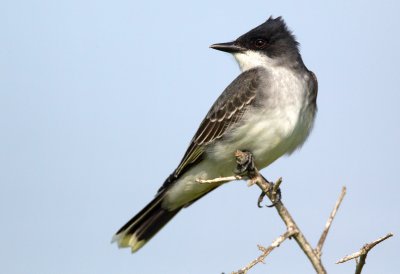 Eastern Kingbird