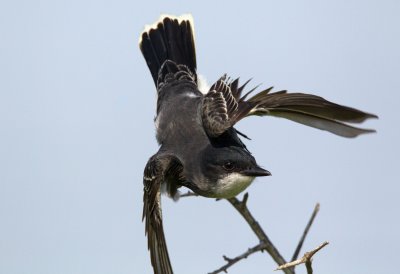 Eastern Kingbird