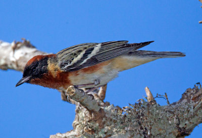 Bay Breasted Warbler